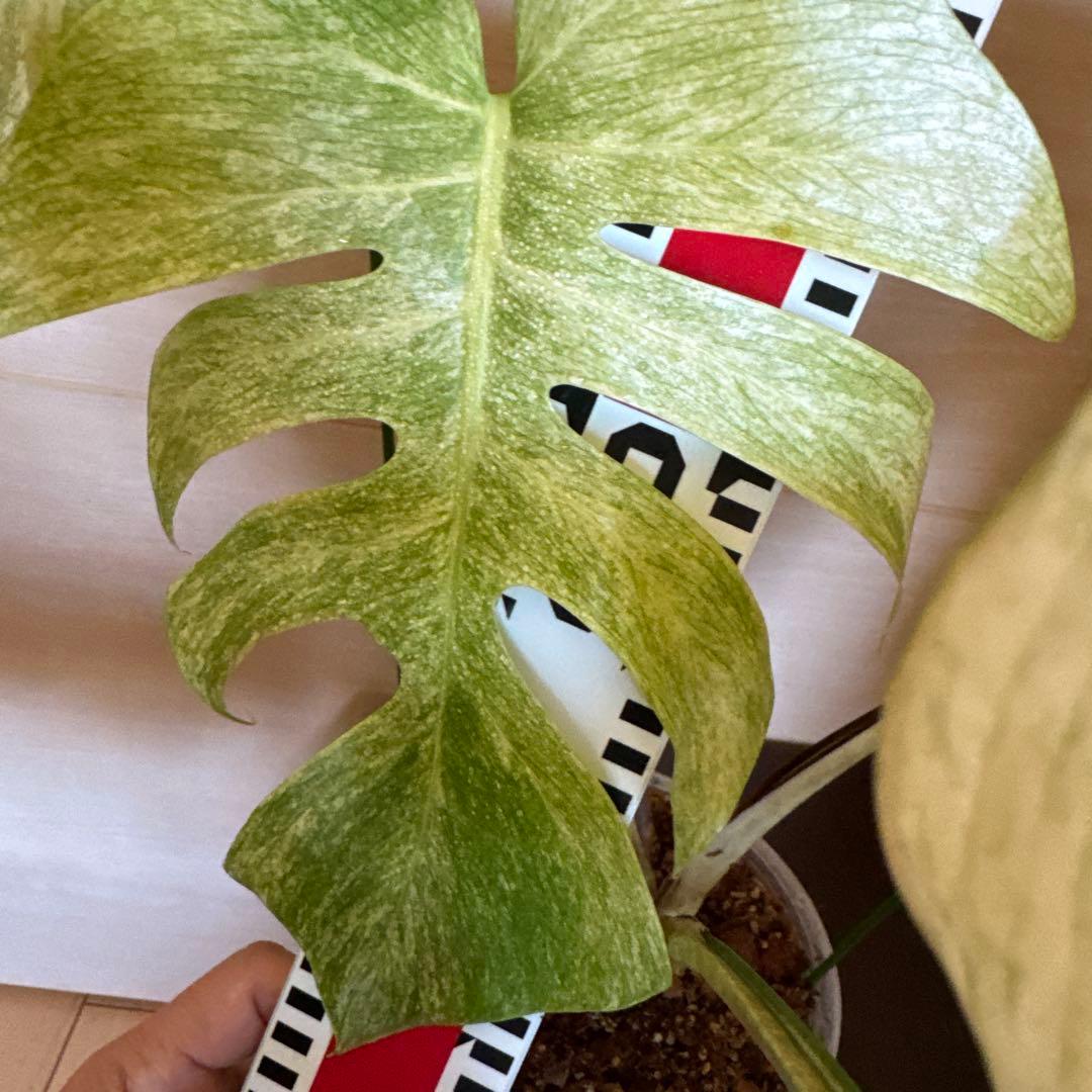 ＊＊モンステラ＊ミント＊フルミント＊