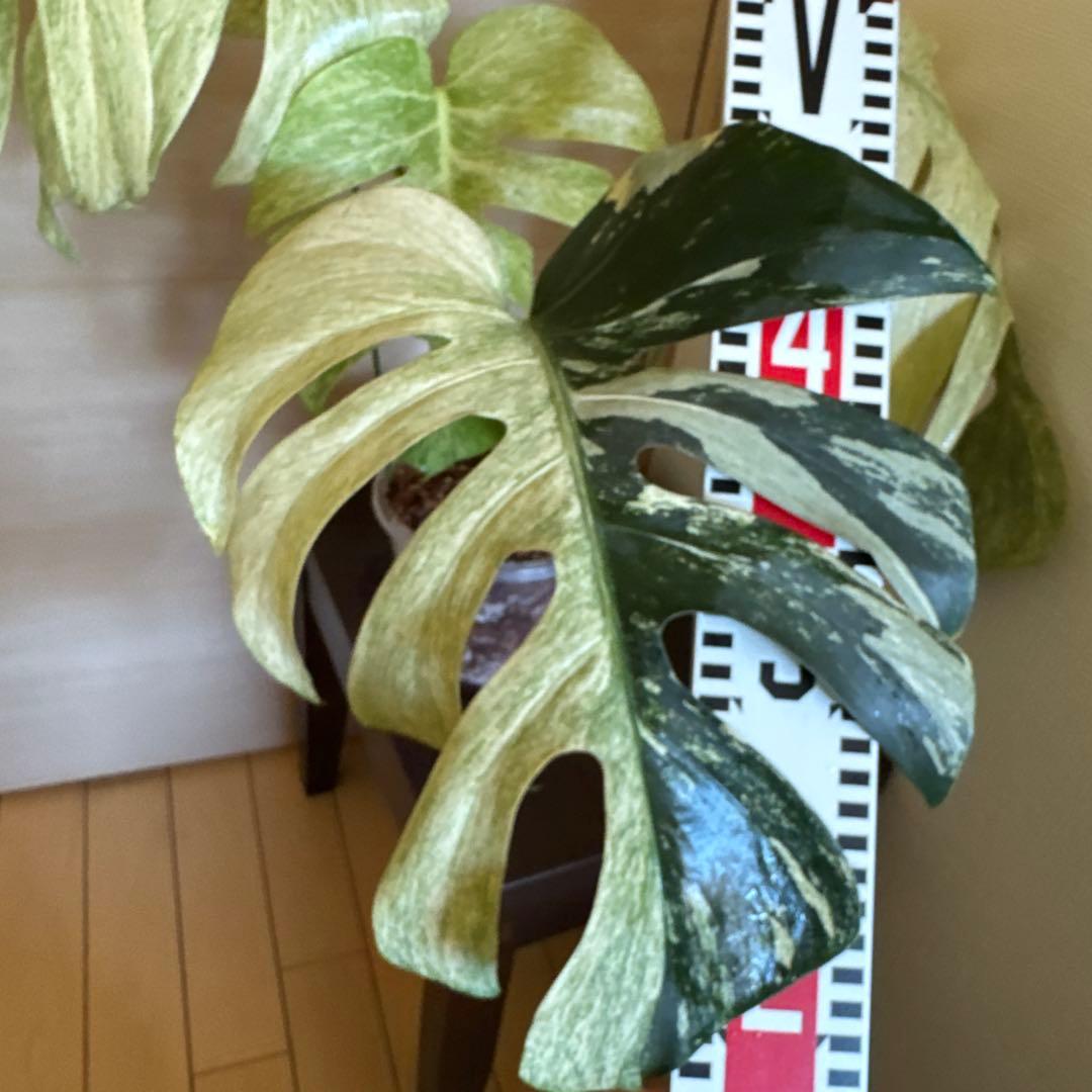 ＊＊モンステラ＊ミント＊フルミント＊