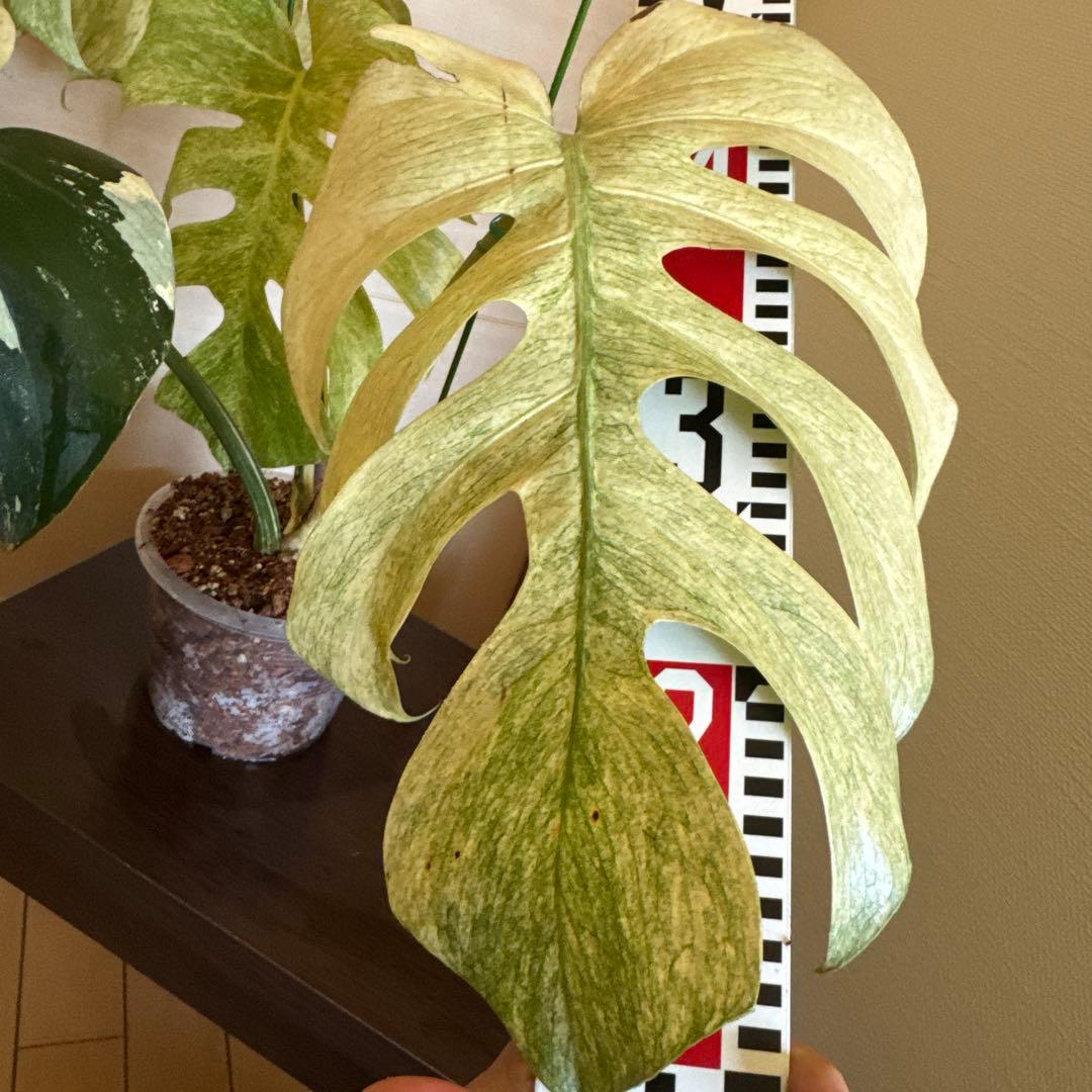 ＊＊モンステラ＊ミント＊フルミント＊