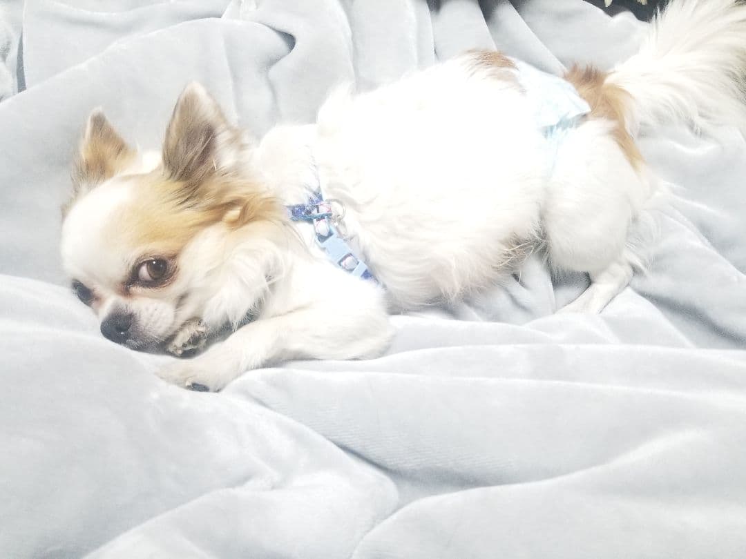 猫の写真 フレーム付き 黒スパークル