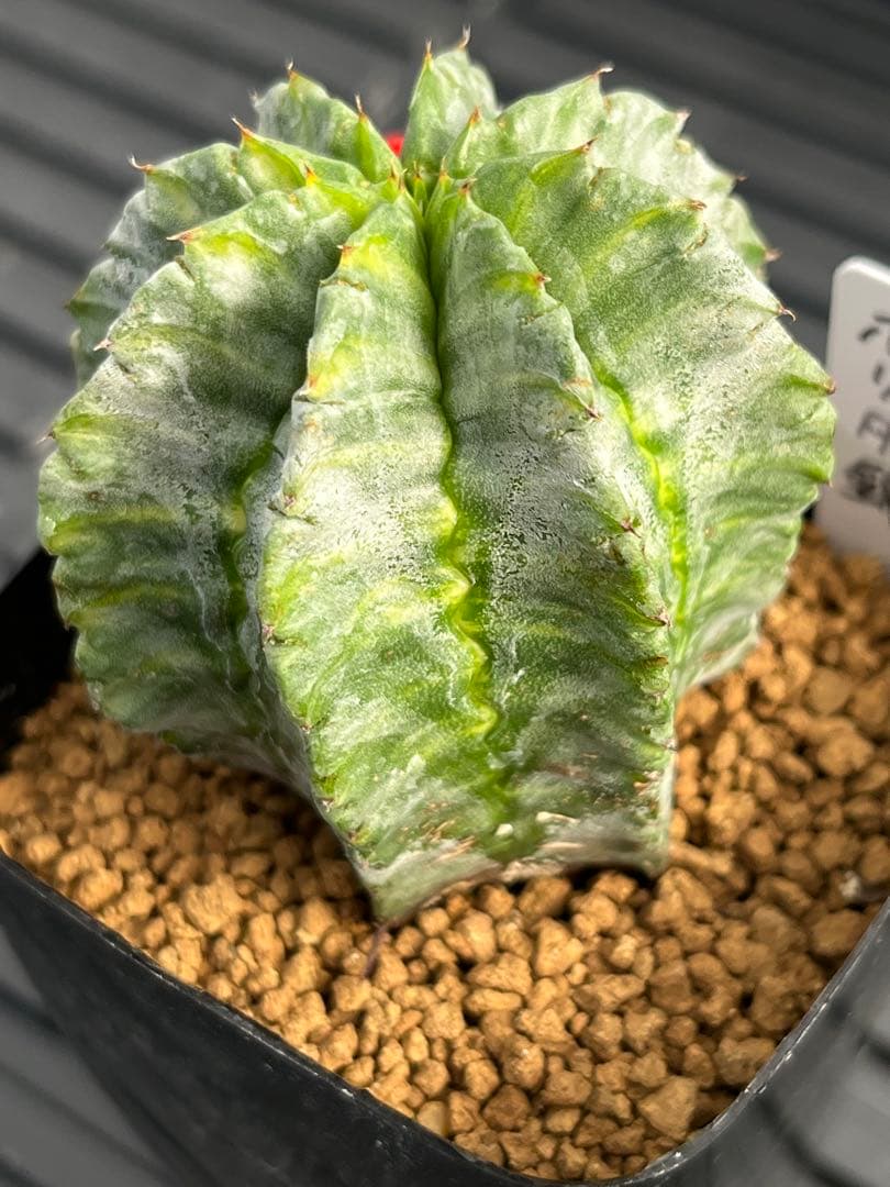 ユーフォルビア　ホリダ錦