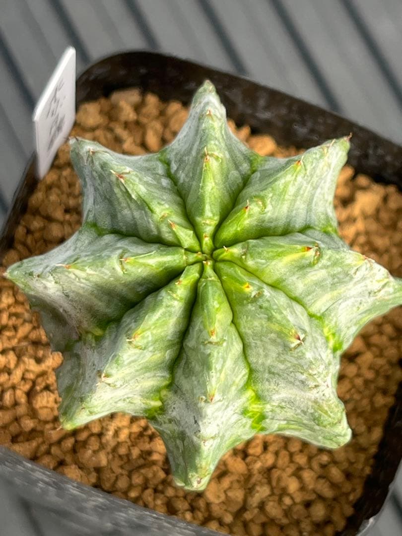 ユーフォルビア　ホリダ錦