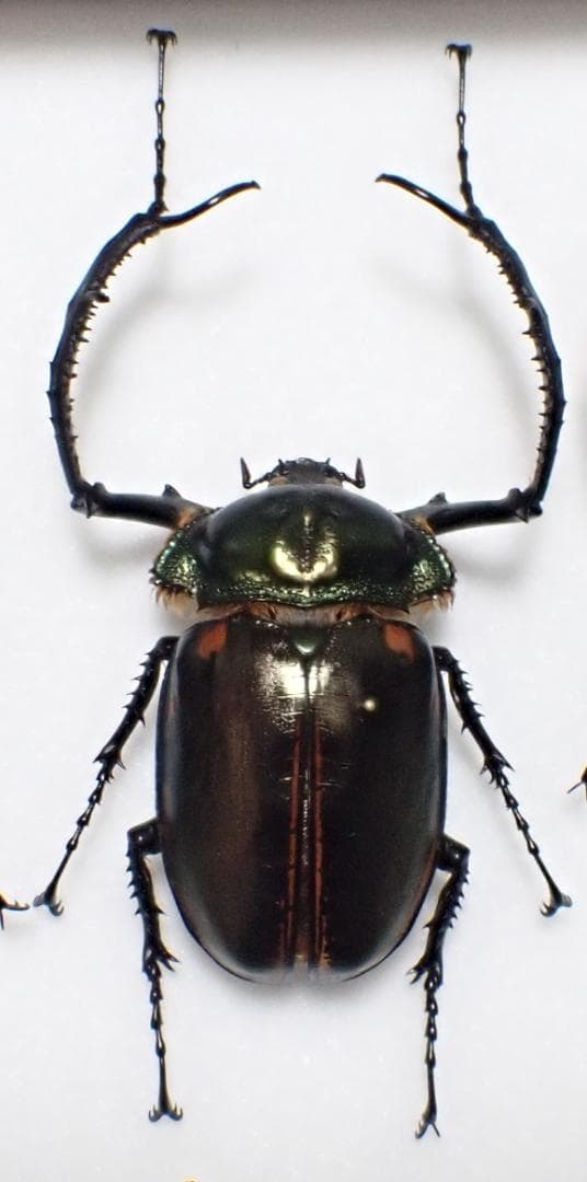 大型　ヤンソニーテナガコガネ　標本