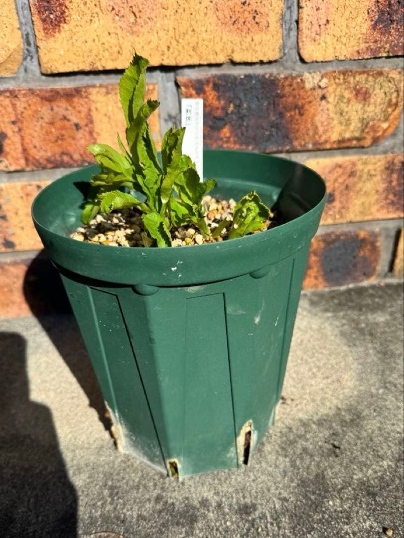 流*》様 クリスマスローズ 曽田園芸 「利休」 認定株