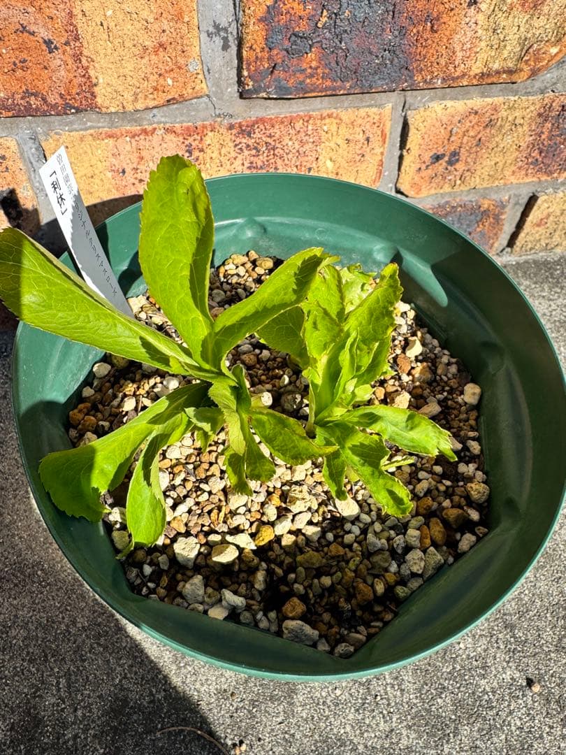 流*》様 クリスマスローズ 曽田園芸 「利休」 認定株