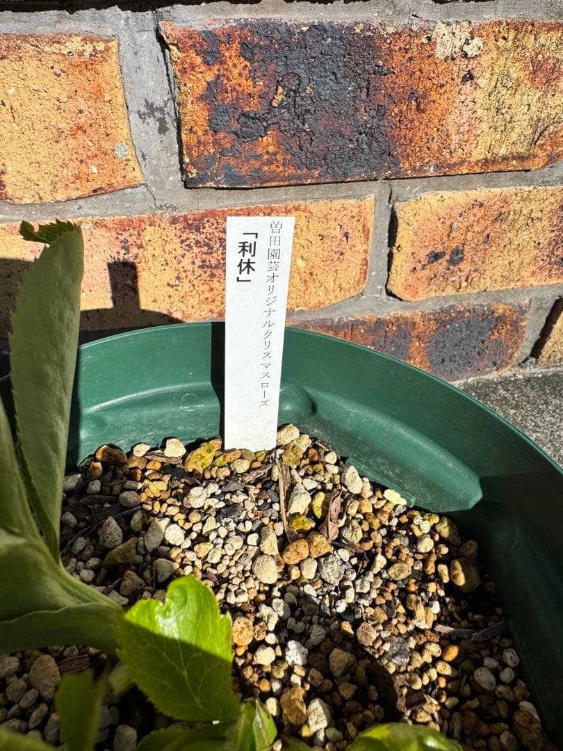 流*》様 クリスマスローズ 曽田園芸 「利休」 認定株