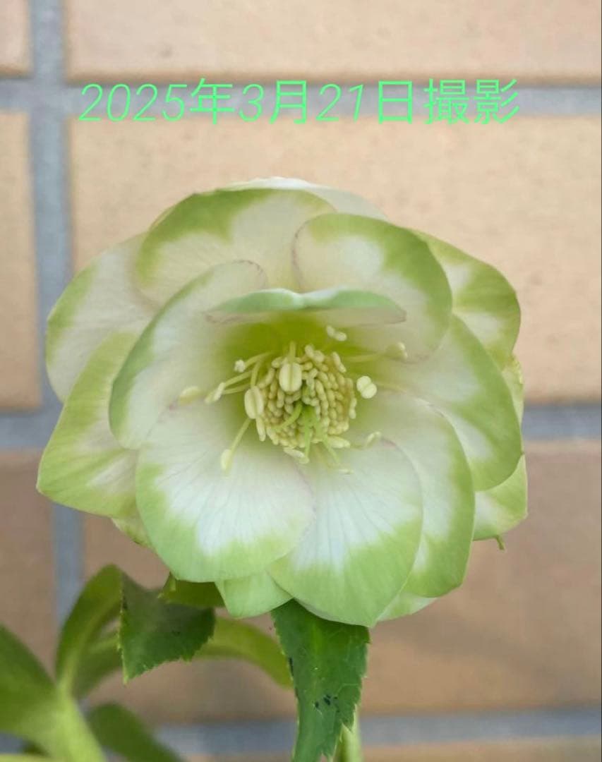 流*》様 クリスマスローズ 曽田園芸 「利休」 認定株