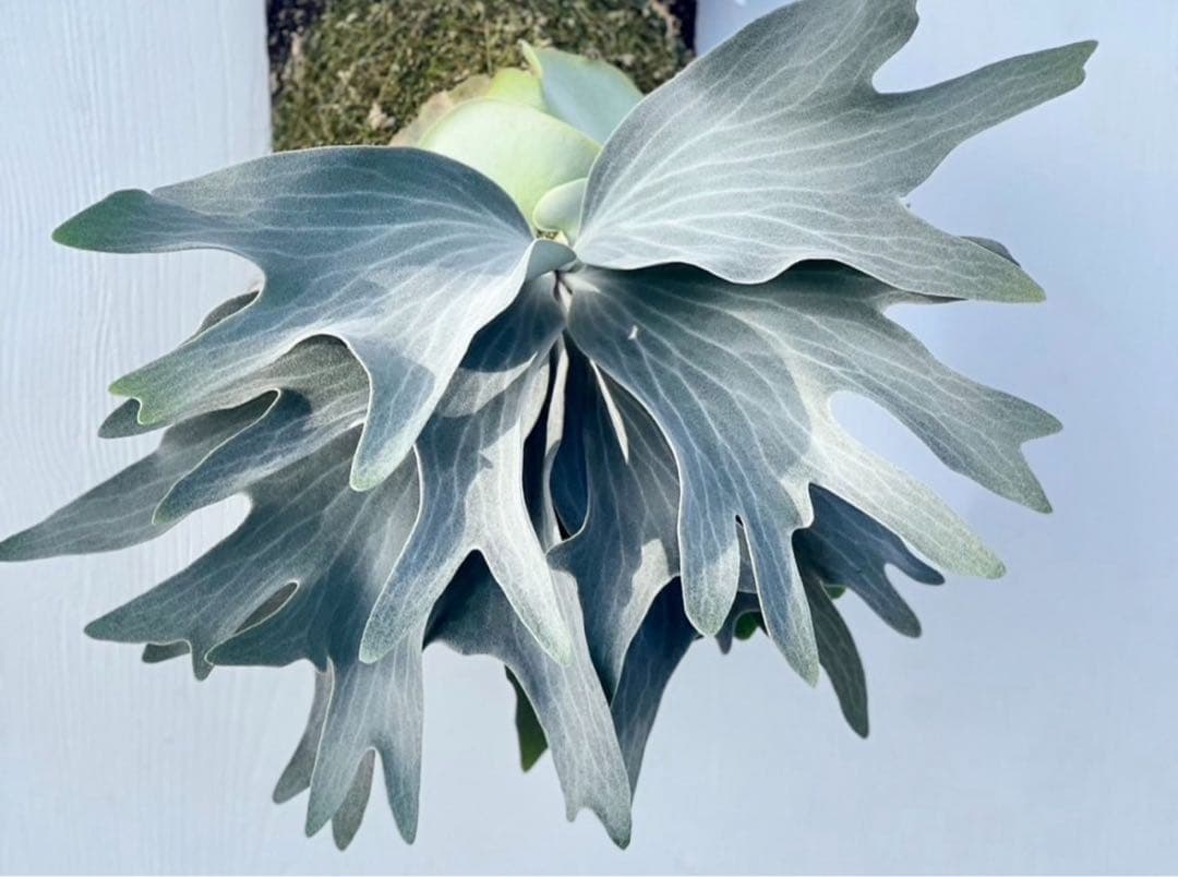 ビカクシダ P.Holy Grail(PUP)