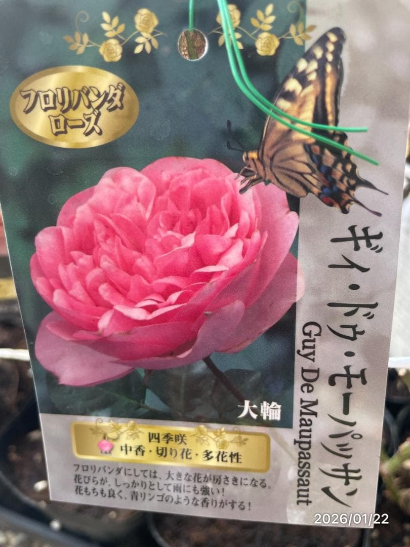 四季咲き　　バラ 　　 18株