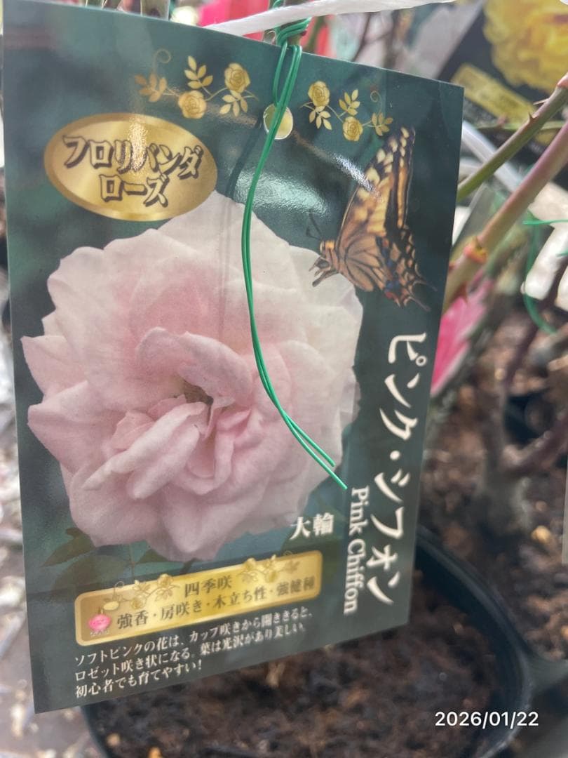 四季咲き　　バラ 　　 18株