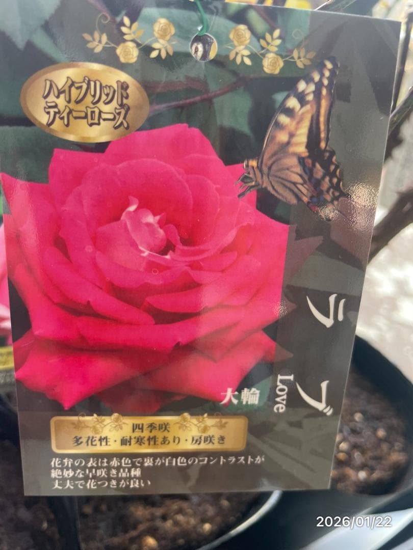 四季咲き　　バラ 　　 18株