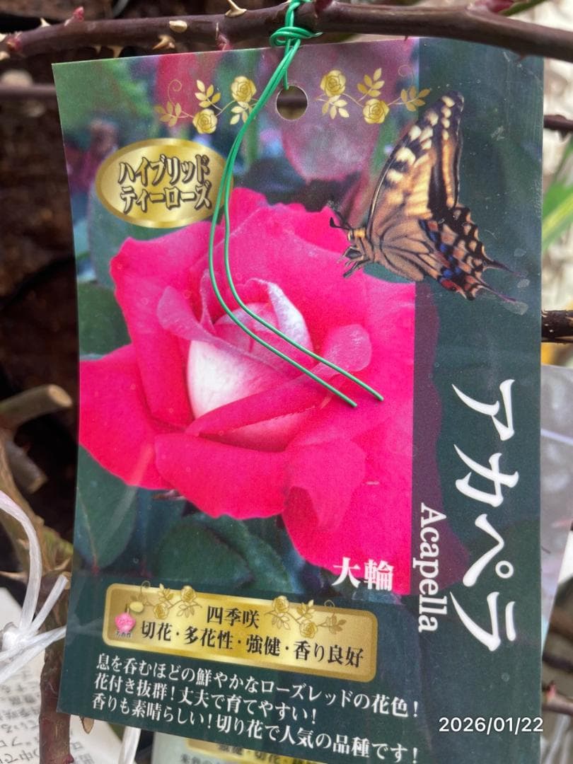 四季咲き　　バラ 　　 18株