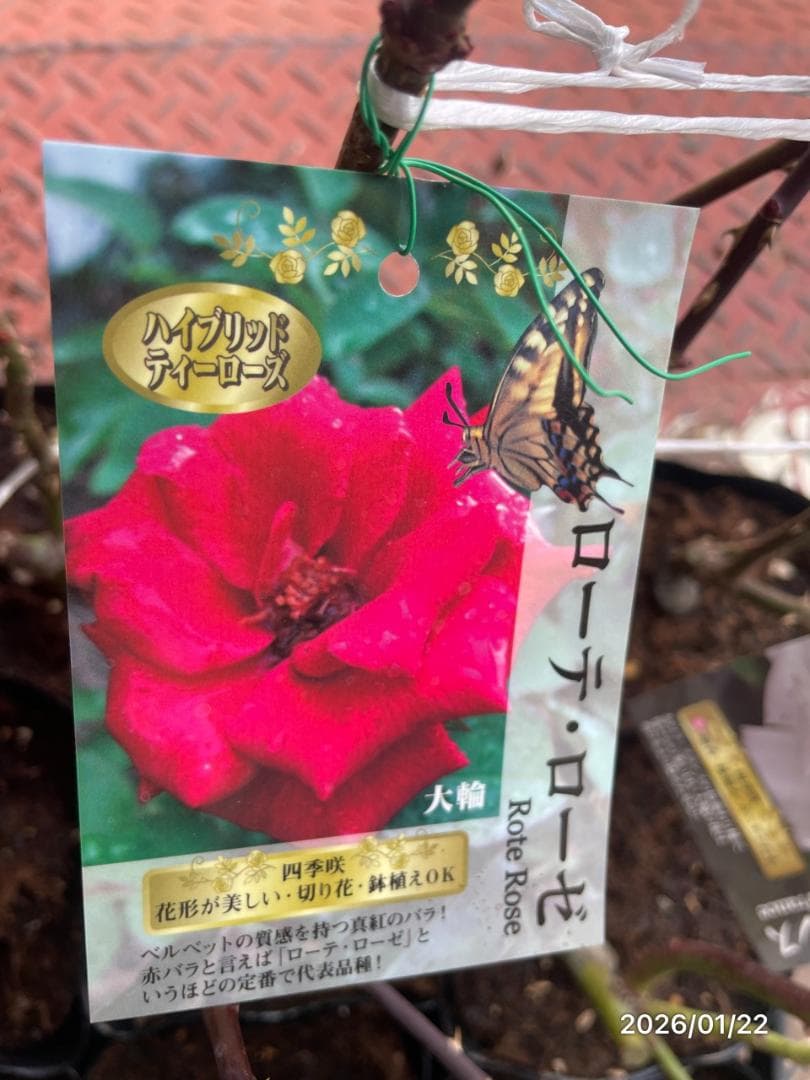 四季咲き　　バラ 　　 18株