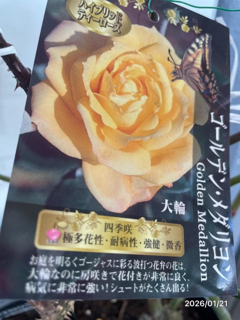 四季咲き　　バラ 　　 18株