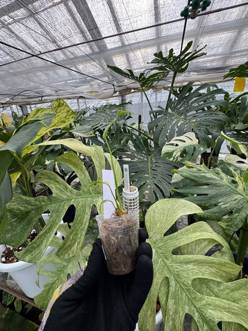 Yoモンステラ エレクトロライト　組織培養苗　順化済　2寸ポリポット