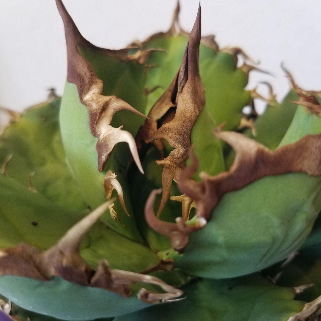 アガベ　肉厚　実生