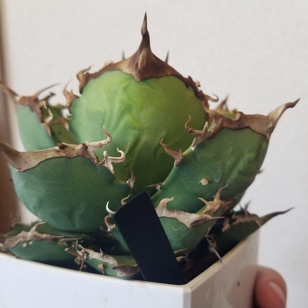 アガベ　肉厚　実生