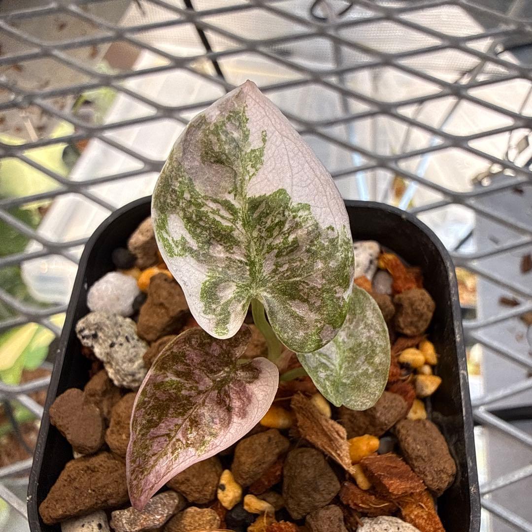 極上 アロカシア クプレア スーパーピンク