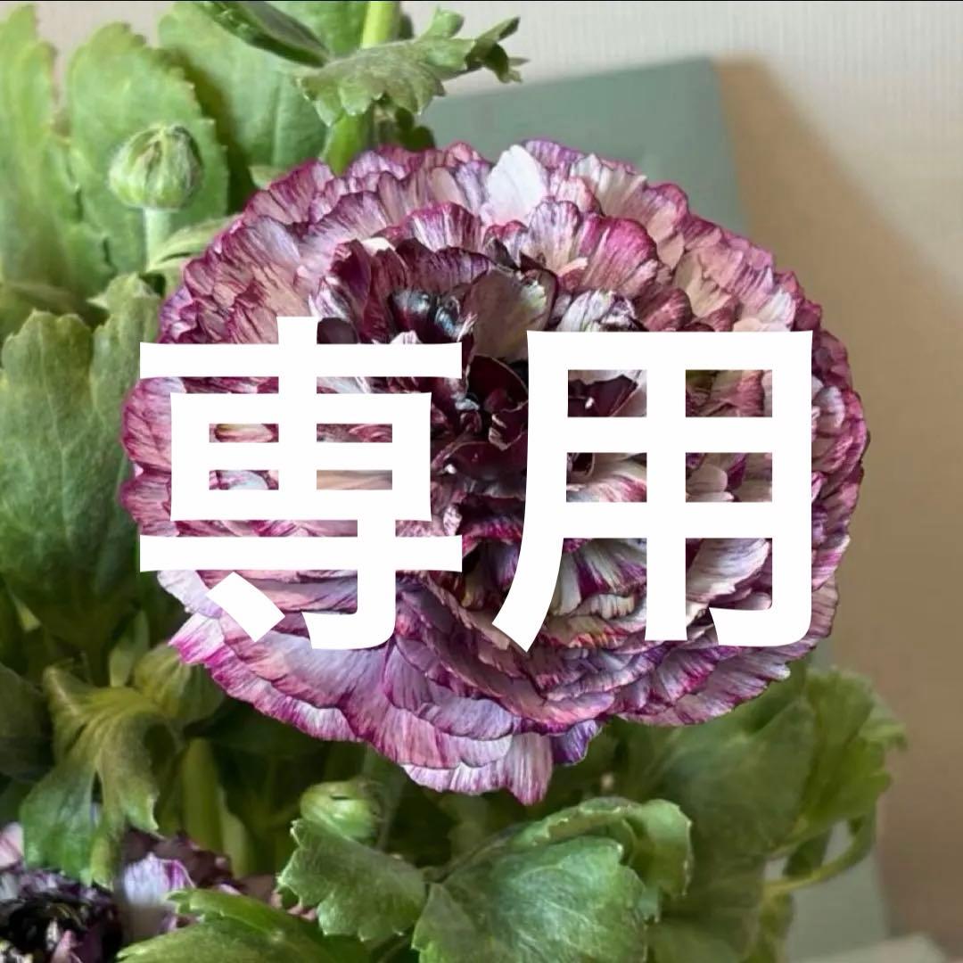 ラナンキュラス　イカロス　白多めパープル　４号ポット苗《2/11》