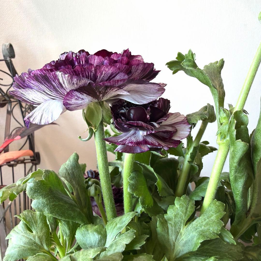 ラナンキュラス　イカロス　白多めパープル　４号ポット苗《2/11》