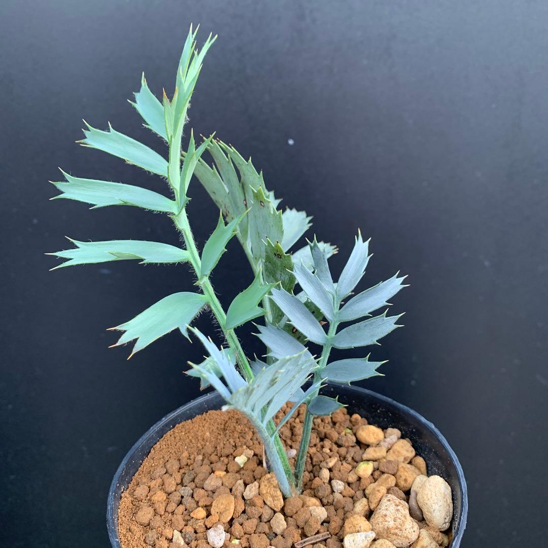 【南ア産・発根済】エンセファラルトス・ホリダス ｜No.2-16