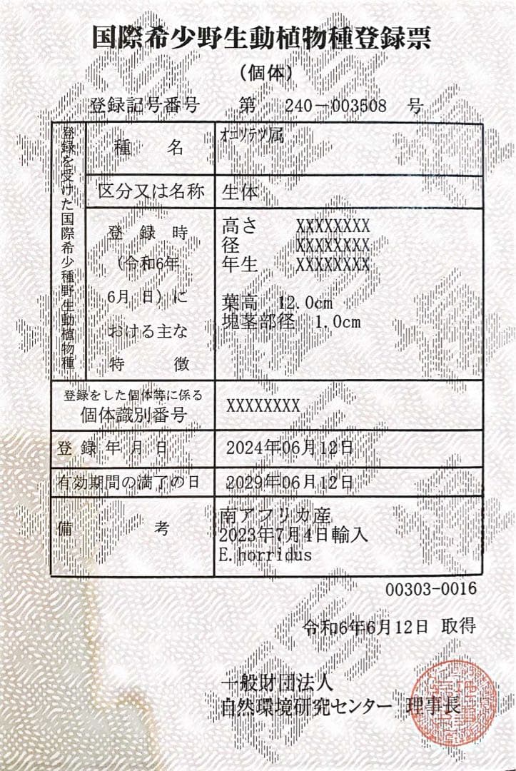【南ア産・発根済】エンセファラルトス・ホリダス ｜No.2-16