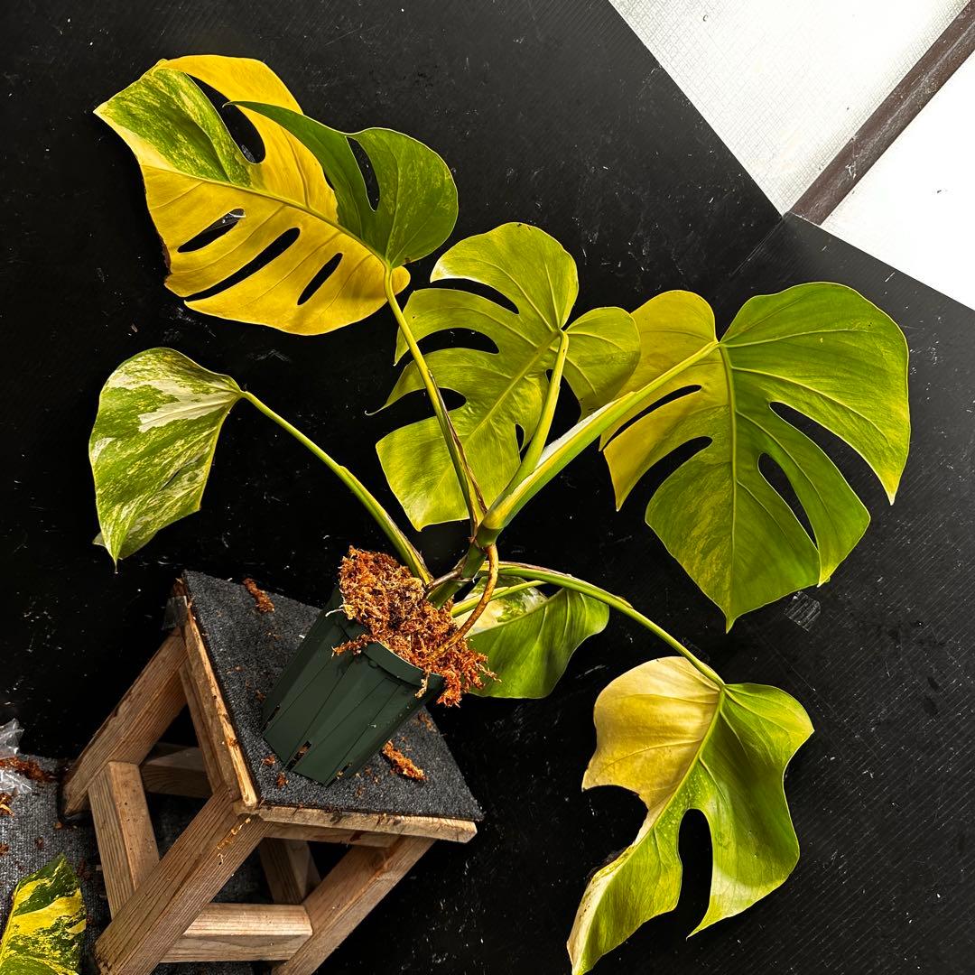 け*ん様 斑入りモンステラボルシギアナオーレア黄斑4号鉢植え幅74cm発根済み安