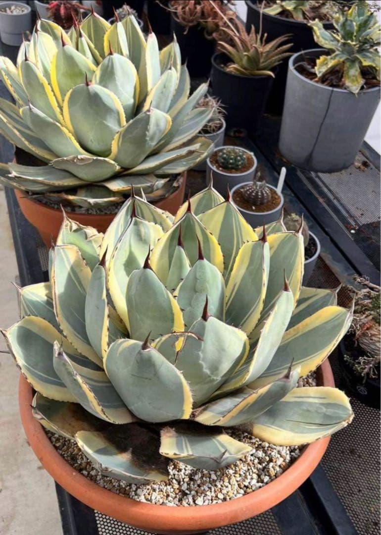 アガベ　パリー　オリザバ　6号菊鉢　現在子株付き　大株