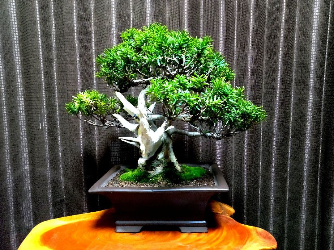 【貴風(30㎝)　一位盆栽】　　　⭕展示会仕様❗真柏…