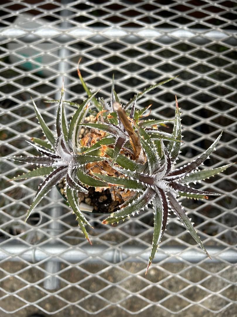 群生 DBディッキア Dyckia Bill Baker hyb #109