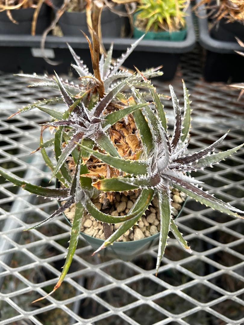 群生 DBディッキア Dyckia Bill Baker hyb #109