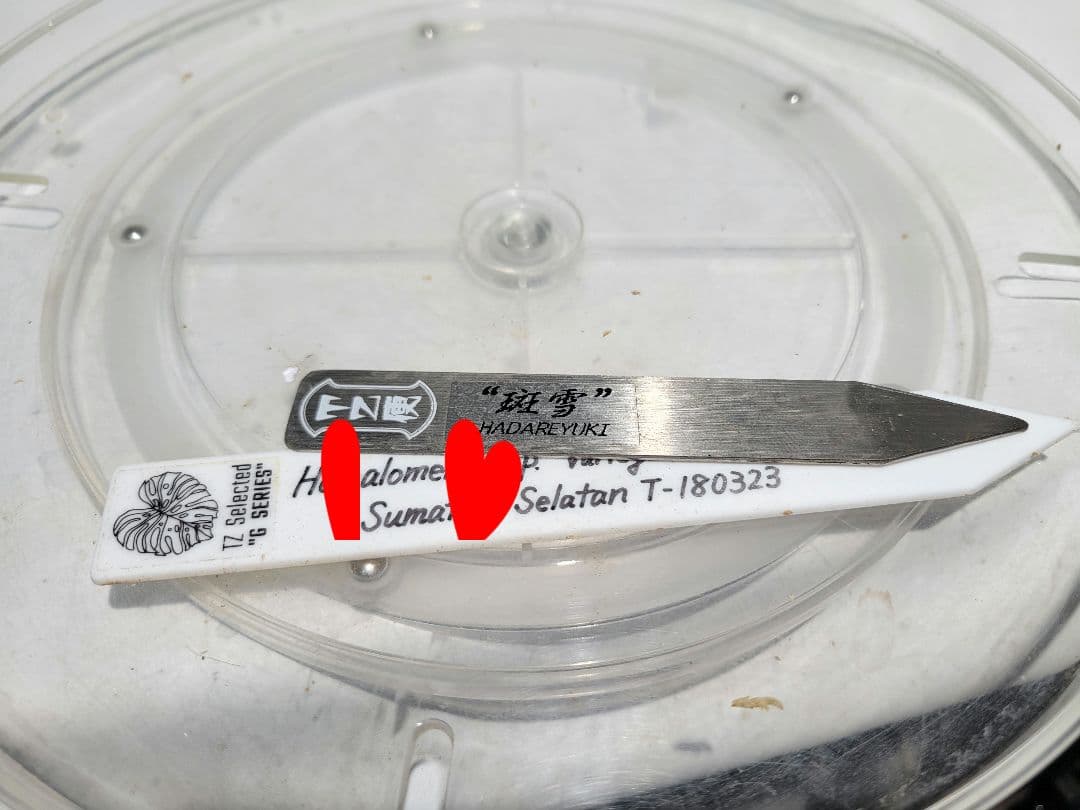 熱帯植物　TZ便　ホマロメナsp.\"斑雪\"　斑入り