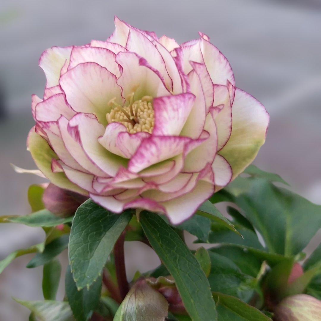 溢れるつぼみ！癒し系♪フリンジピコティ♪クリスマスローズ、大苗、開花株