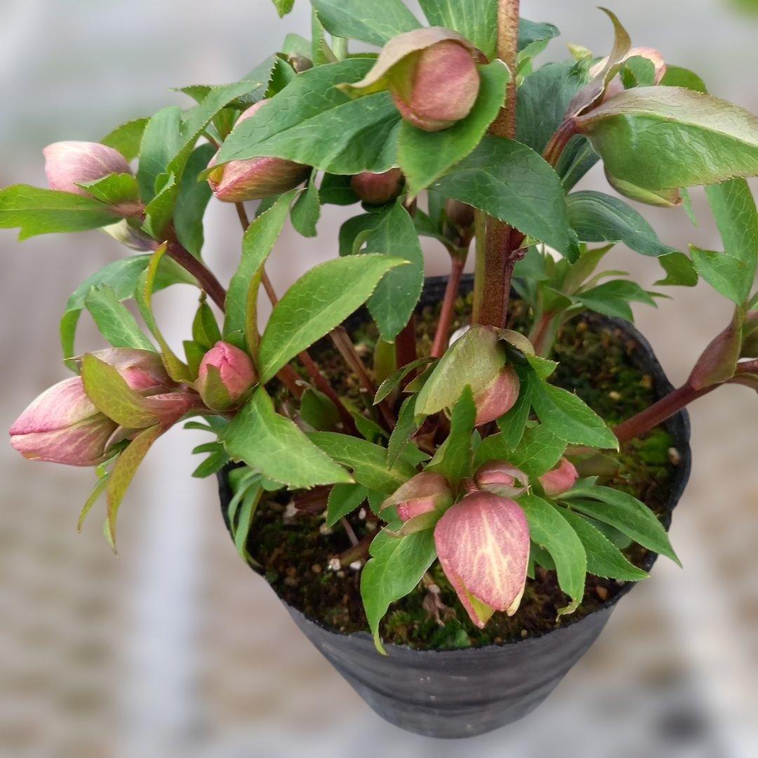 溢れるつぼみ！癒し系♪フリンジピコティ♪クリスマスローズ、大苗、開花株