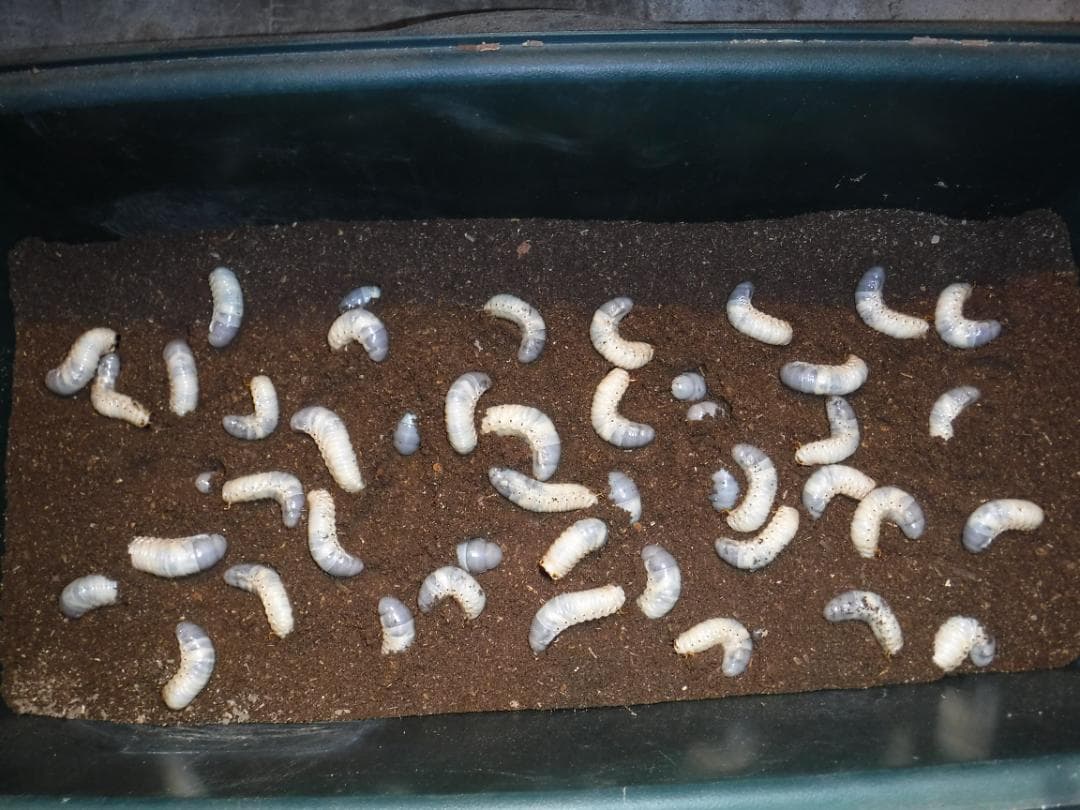 カブト虫マット40：発酵熟成竹・成虫・産卵・幼虫飼育用：100ℓ増量ℓ