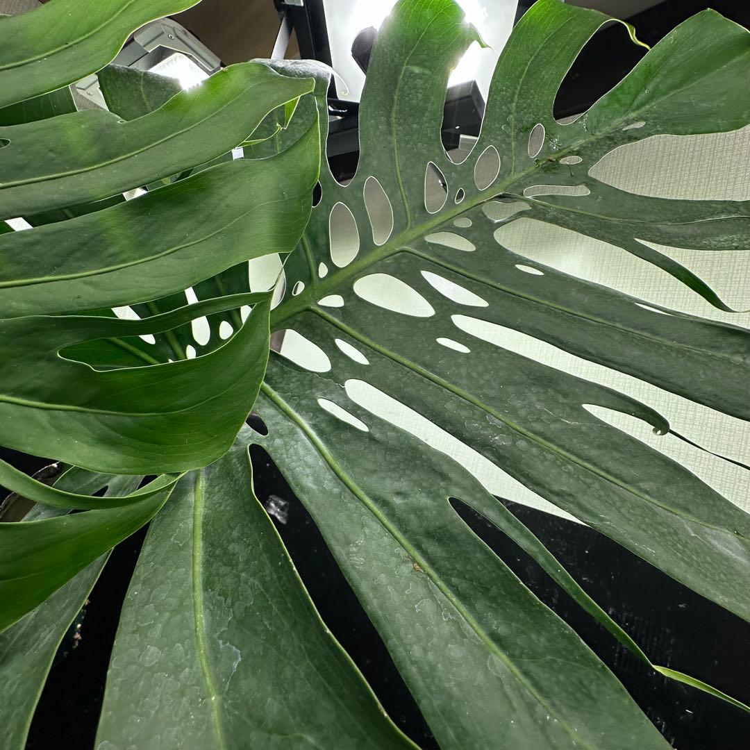 た*き様 モンステラデリシオーサマクロコズム超希少系統鉢植え