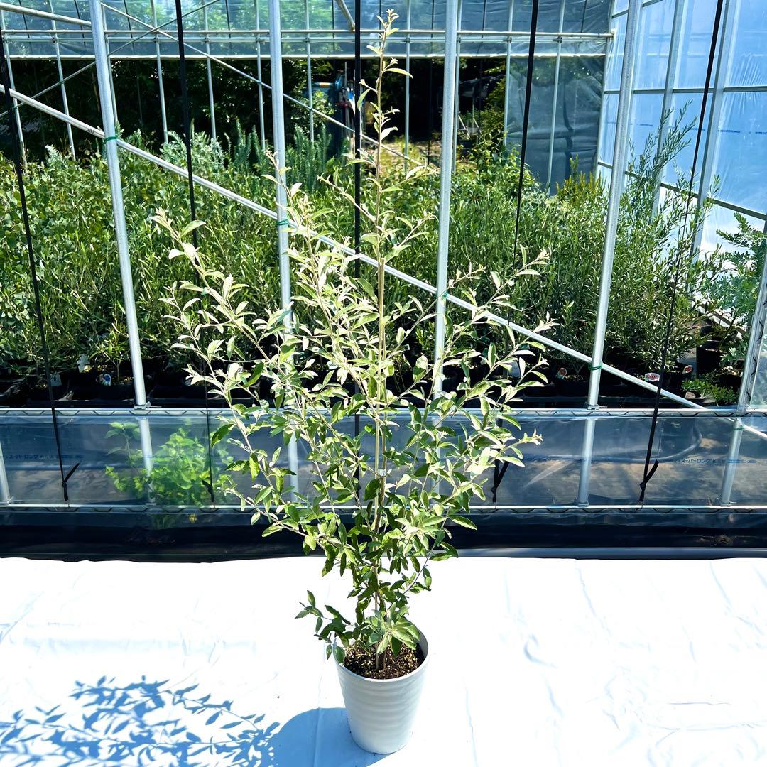 【an】ポポラス高さ120㎝前後、ロシアンオリーブ高さ120㎝前後　2本