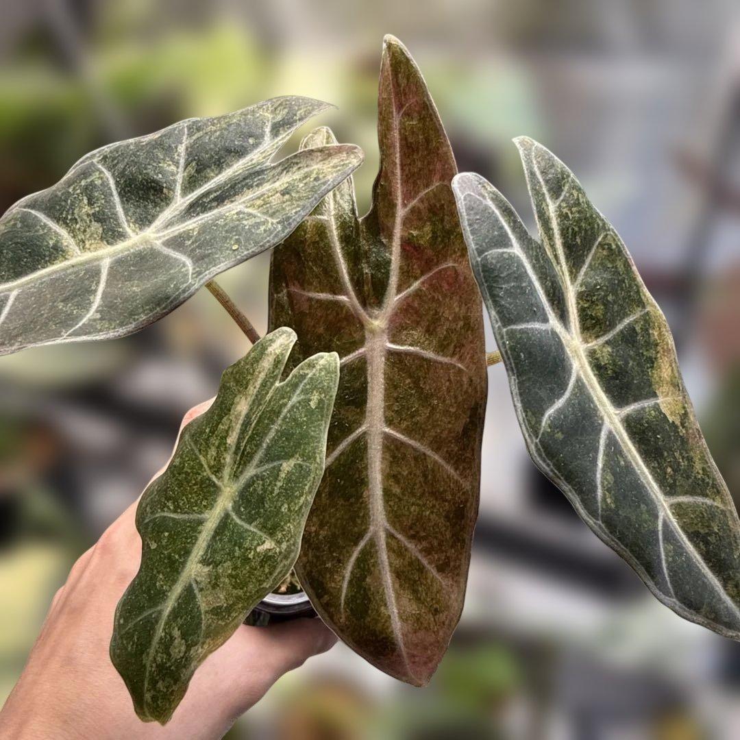 希少 アロカシア ブラックサタン ピンクスターダスト