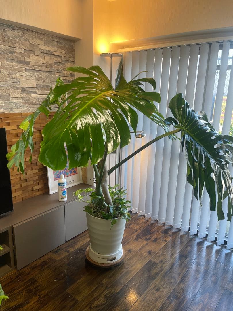 特大モンステラ