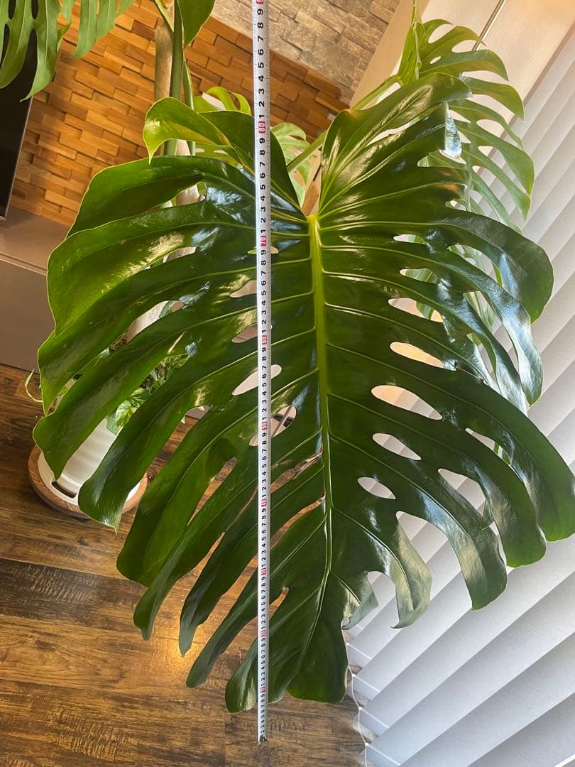 特大モンステラ