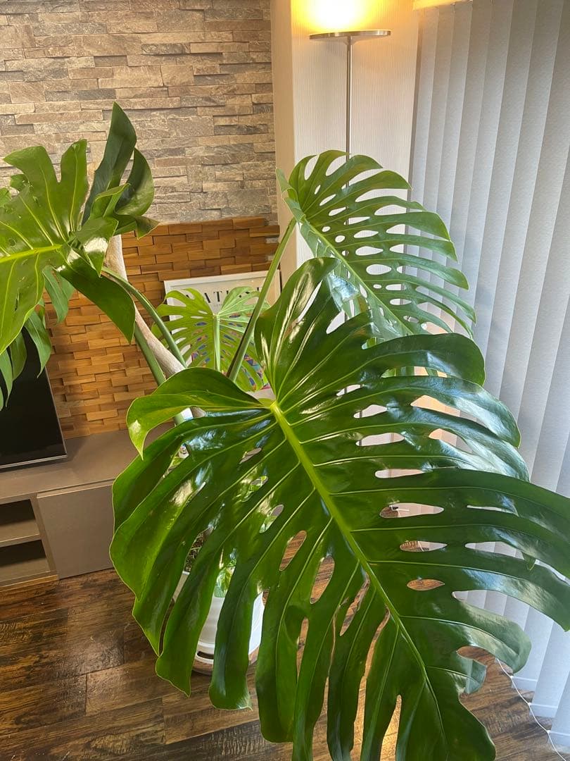 特大モンステラ