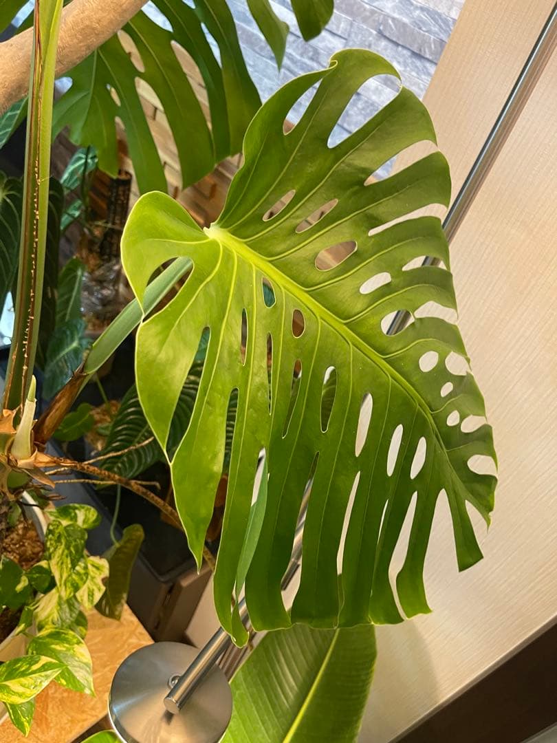 特大モンステラ