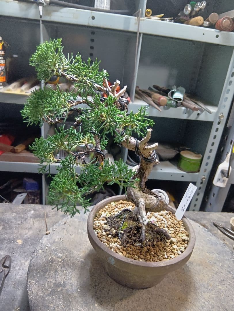 シンパク（盆栽）持ち込み古い