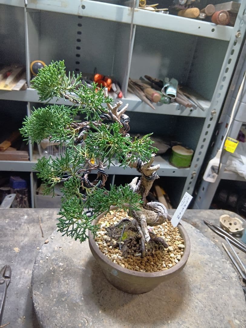シンパク（盆栽）持ち込み古い