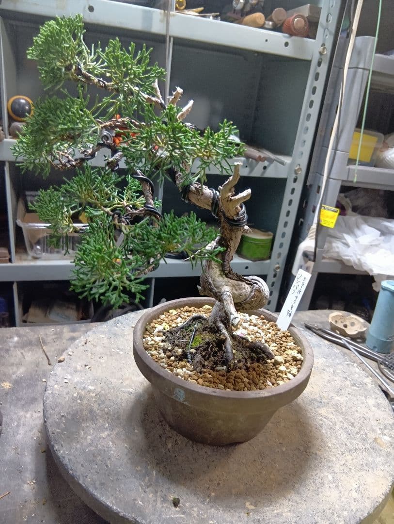 シンパク（盆栽）持ち込み古い