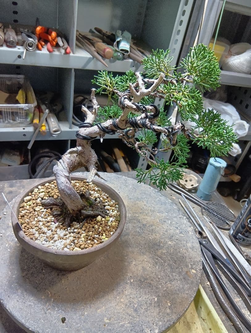 シンパク（盆栽）持ち込み古い