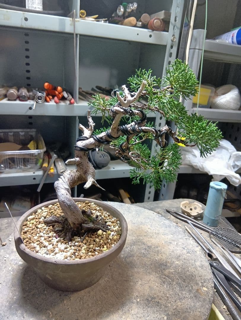 シンパク（盆栽）持ち込み古い