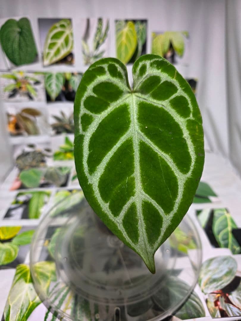 熱帯植物　アンスリウム　SKG シルバー　超ラメ脈