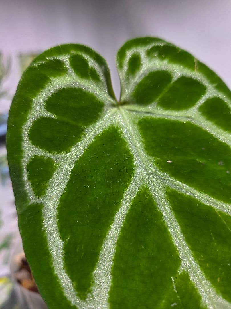 熱帯植物　アンスリウム　SKG シルバー　超ラメ脈