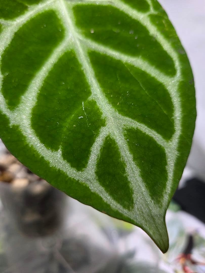 熱帯植物　アンスリウム　SKG シルバー　超ラメ脈